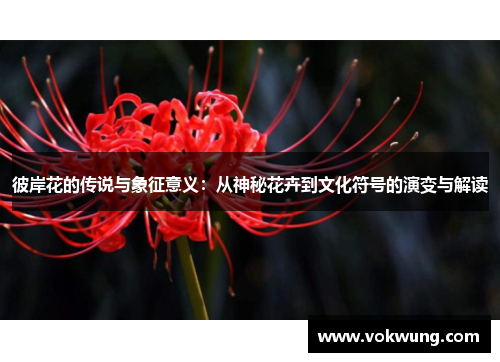 彼岸花的传说与象征意义：从神秘花卉到文化符号的演变与解读